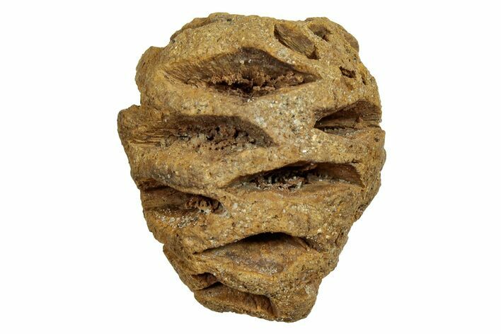 Fossil Pine Cone (Metasequoia) - Montana #246365